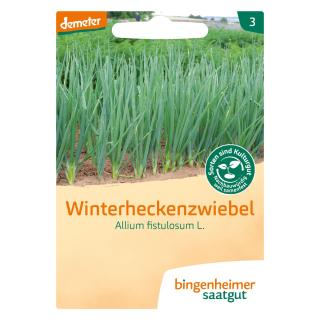 Zwiebel, Winterheckenzwiebel (Saatgut)  1St